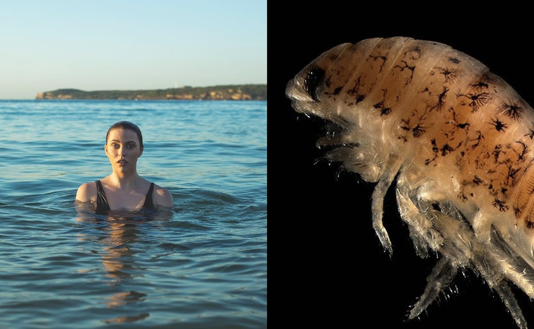 Pixabay/Wikimedia Commons