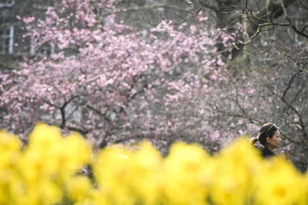 Equinoccio de primavera 2025. ¿Cuándo es? ¿Cuándo inicia la primavera en México? Foto: AFP