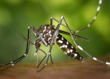 Identifican el primer caso del año con el virus ‘Encefalitis Equina del Este’ en EU