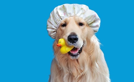 ¿Con qué frecuencia debes bañar a tu perro? Esto dicen los expertos