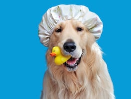 ¿Con qué frecuencia debes bañar a tu perro? Esto dicen los expertos