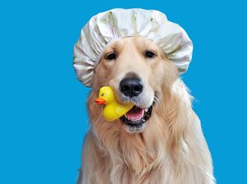 ¿Con qué frecuencia debes bañar a tu perro? Esto dicen los expertos