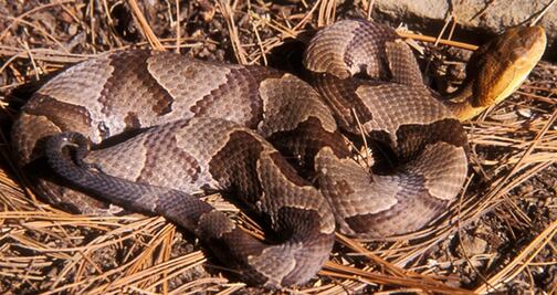 Serpiente muerde a mujer que lavaba ropa en Pensilvania 