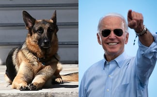Major y Champ, los perros adoptados de Biden que vivirán en la Casa Blanca