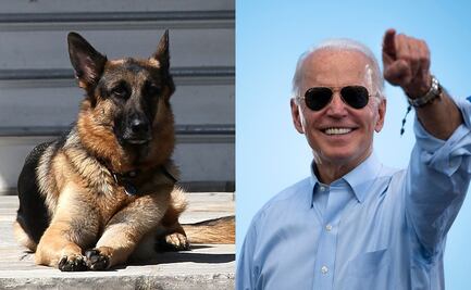 Major y Champ, los perros adoptados de Biden que vivirán en la Casa Blanca