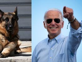 Major y Champ, los perros adoptados de Biden que vivirán en la Casa Blanca