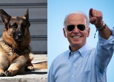 Major y Champ, los perros adoptados de Biden que vivirán en la Casa Blanca