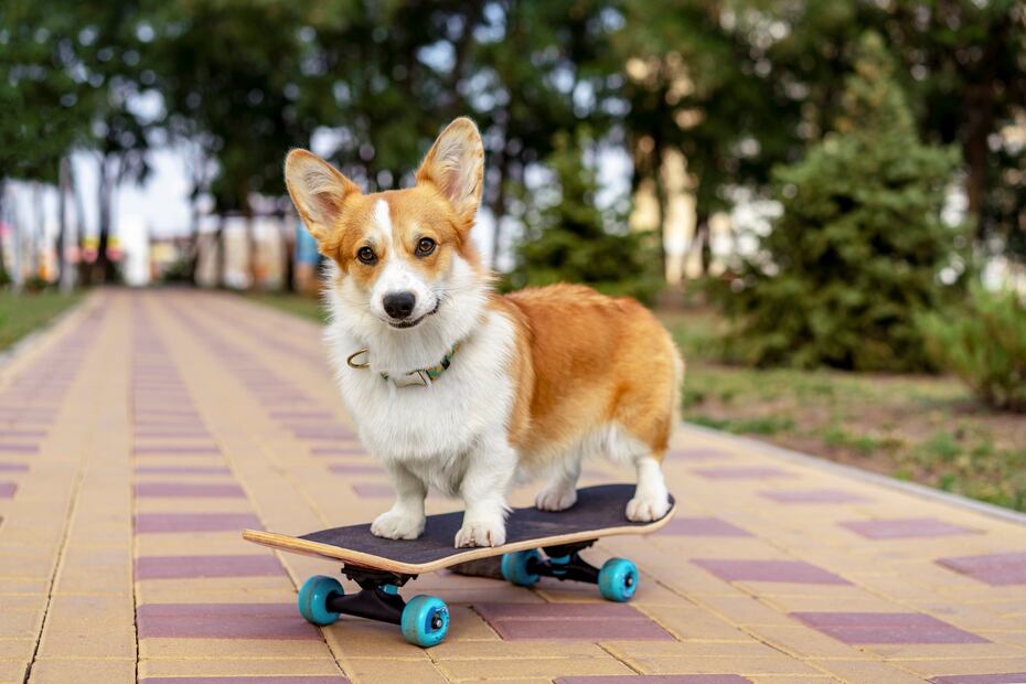 ¿Cuánto gana un entrenador de perros en Estados Unidos? Los estados que pagan más. iStock/Ирина Мещерякова