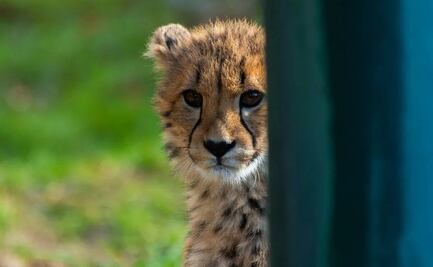 Nacen crías de guepardo (in vitro) en zoológico de Ohio 