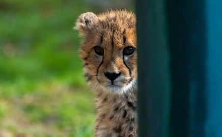 Nacen crías de guepardo (in vitro) en zoológico de Ohio