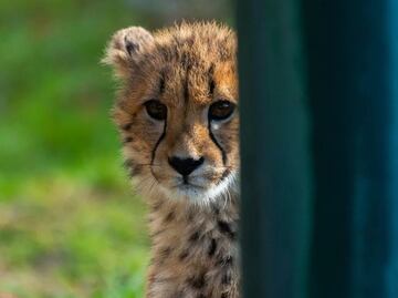 Nacen crías de guepardo (in vitro) en zoológico de Ohio