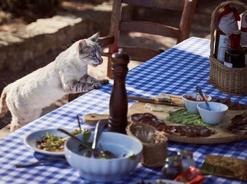 Alimentos que no deben comer los gatos, según los especialistas