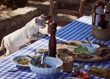 Alimentos que no deben comer los gatos, según los especialistas