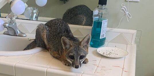 Zorro entra a casa de San Diego y duerme en el baño