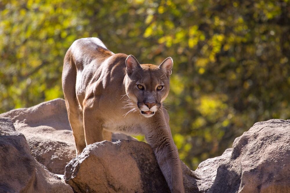 Tragedia en California: Puma ataca a dos hermanos, uno muere y otro resulta herido. Foto: iStock / SandmanXX