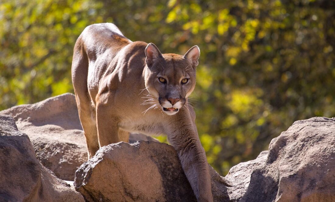 Tragedia en California: Puma ataca a dos hermanos, uno muere y otro resulta herido. Foto: iStock / SandmanXX