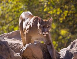 Tragedia en California: Puma ataca a dos hermanos, uno muere y otro resulta herido