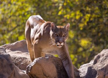 Tragedia en California: Puma ataca a dos hermanos, uno muere y otro resulta herido