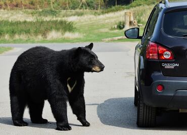 Matan a osa negra que atacó e hirió a una mujer en Florida
