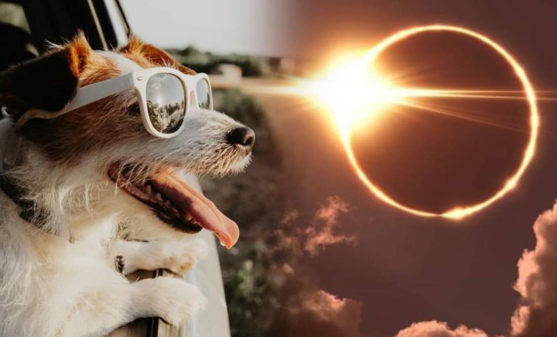 Eclipse total de Sol 2024. ¿Cómo cuidar a las mascotas durante el fenómeno? Foto: iSTOCK