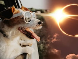 Eclipse total de Sol 2024. ¿Cómo cuidar a las mascotas durante el fenómeno?