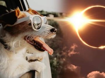 Eclipse total de Sol 2024. ¿Cómo cuidar a las mascotas durante el fenómeno?