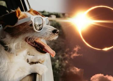 Eclipse total de Sol 2024. ¿Cómo cuidar a las mascotas durante el fenómeno?