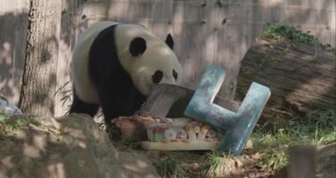 Video. Panda festeja su cumpleaños en zoológico de Washington DC
