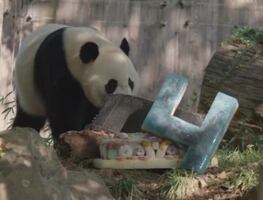 Video. Panda festeja su cumpleaños en zoológico de Washington DC