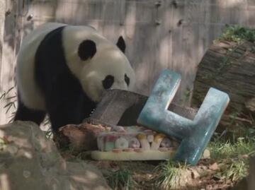 Video. Panda festeja su cumpleaños en zoológico de Washington DC