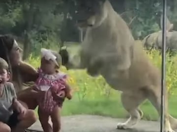Video. Leona trata de cazar a bebé detrás de cristal en zoológico