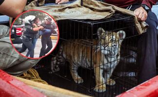 Detienen a dueño de un cachorro de tigre de bengala en Naucalpan: tenía al felino "metido en un costal" en taquería