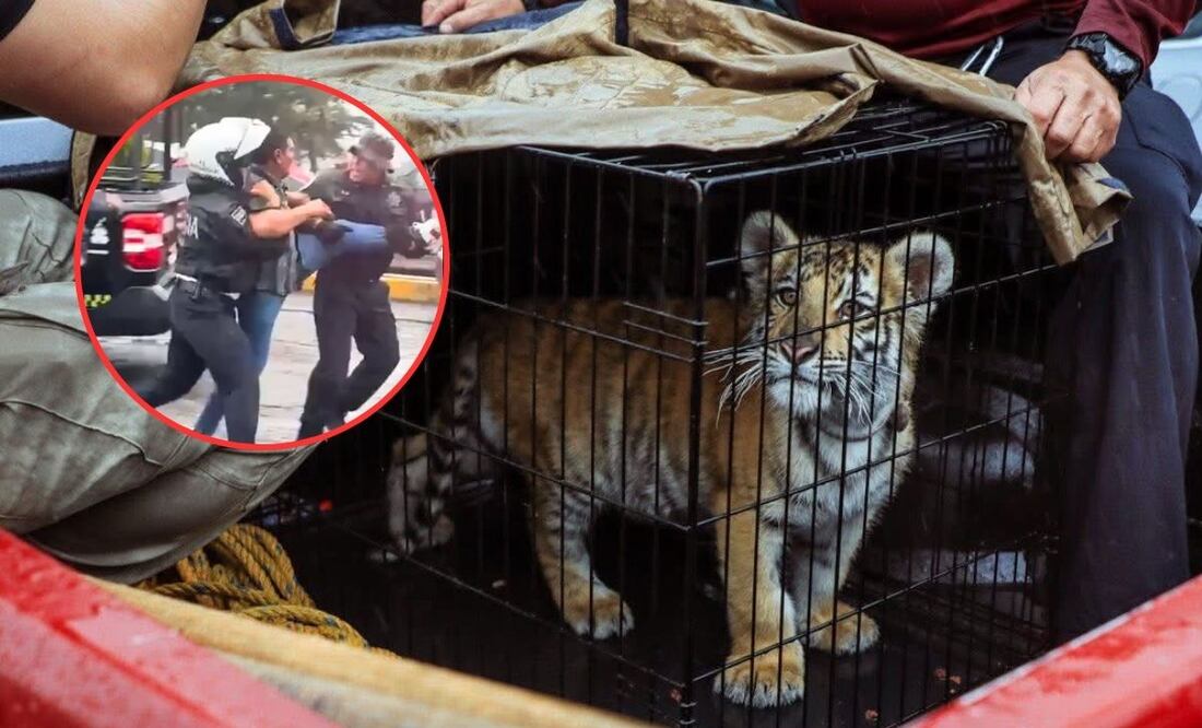 Detienen al dueño de un cachorro de tigre de bengala en Naucalpan: tenía al felino "metido en un costal" | Fotos: 'X' @rbarriosfuentes // 'X' @GobNau
