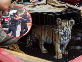 Detienen a dueño de un cachorro de tigre de bengala en Naucalpan: tenía al felino "metido en un costal" en taquería