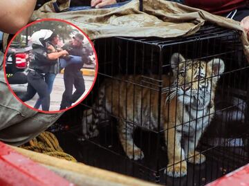 Detienen a dueño de un cachorro de tigre de bengala en Naucalpan: tenía al felino "metido en un costal" en taquería