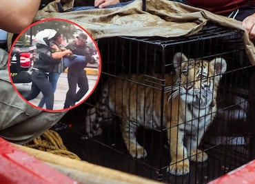 Detienen a dueño de un cachorro de tigre de bengala en Naucalpan: tenía al felino "metido en un costal" en taquería
