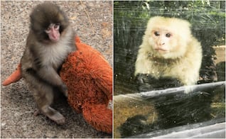 Gaspar, el “Punch” mexicano: el mono capuchino abandonado por su mamá que ahora sorprende en un parque de CDMX