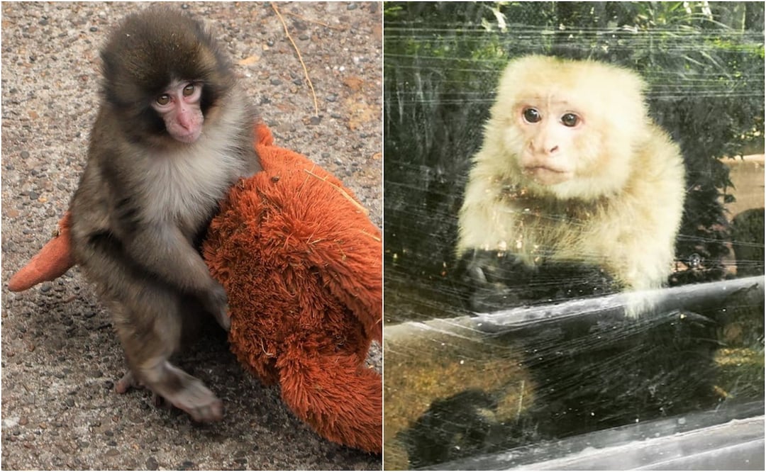 Gaspar, el “Punch” mexicano: el mono capuchino abandonado por su mamá que ahora sorprende en un parque de CDMX. Foto: EFE / Parque El Batan- IG