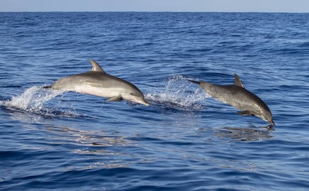 Captan a una manada de más de mil delfines en las costas de California 