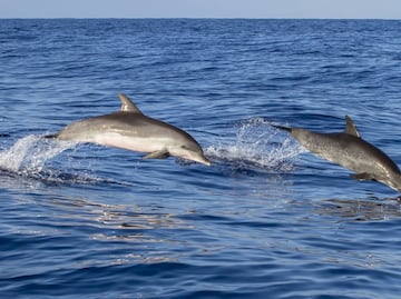 Captan a una manada de más de mil delfines en las costas de California