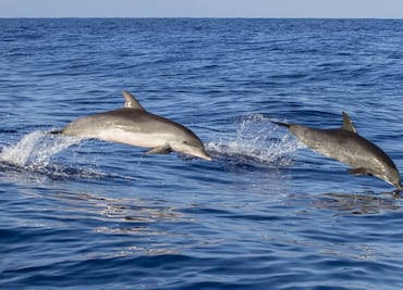 Captan a una manada de más de mil delfines en las costas de California