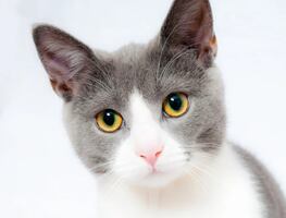 Abogado aparece en zoom como un esponjoso gatito blanco
