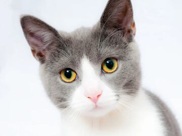 Abogado aparece en zoom como un esponjoso gatito blanco