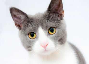 Abogado aparece en zoom como un esponjoso gatito blanco