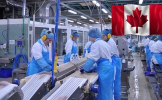 Trabajo en Canadá: pagan $80,000 a obreros mexicanos por procesar mariscos