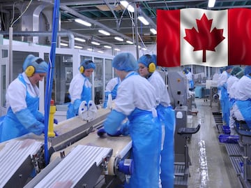 Trabajo en Canadá: pagan $80,000 a obreros mexicanos por procesar mariscos