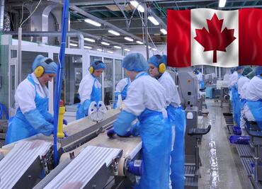 Trabajo en Canadá: pagan $80,000 a obreros mexicanos por procesar mariscos