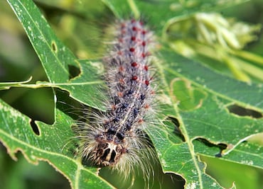 Alertan por orugas ‘peludas y venenosas’ encontradas en Virginia, EU
