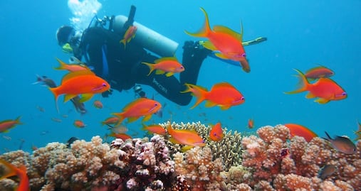 Ciudad de Florida prohíbe protector solar que daña arrecifes 
