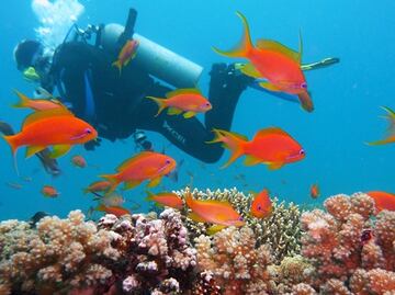 Ciudad de Florida prohíbe protector solar que daña arrecifes